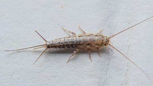 silverfish crawling on paper