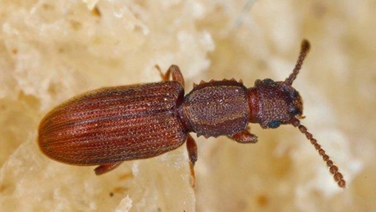 close up view of a grain beetle in a pantry