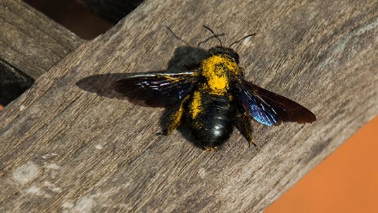 carpenter bee outside on branch