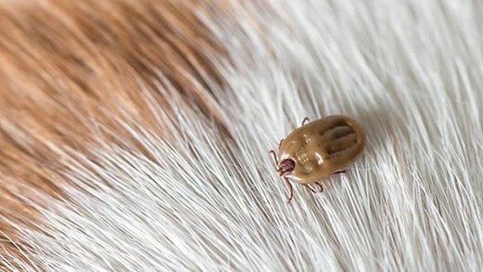 dog tick