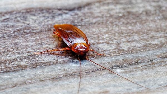 close up of cockroach