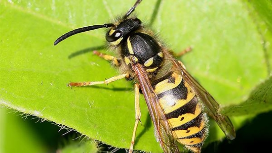 close up of wasp