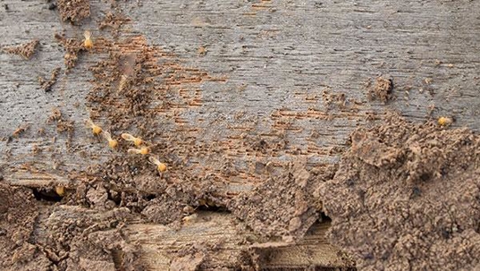termite damage