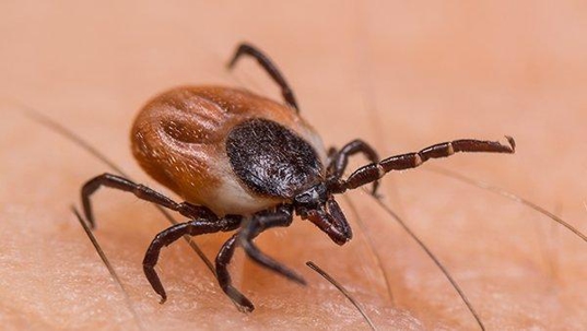a tick carrying lime disease crawling on human skin