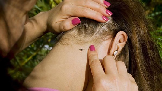 tick on persons neck