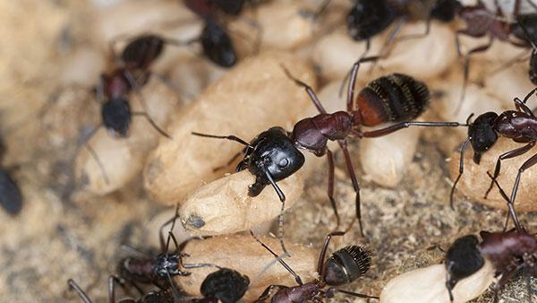 carpenter ants up close