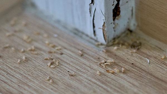 termite infestation in a home