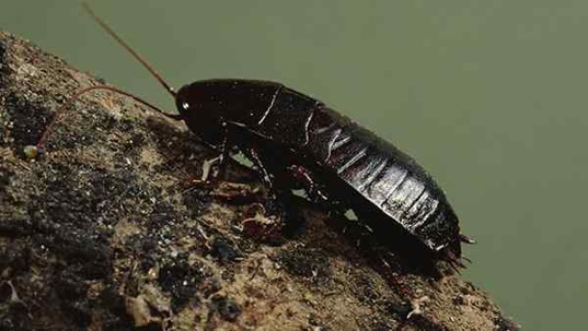 orientail cockroaches crawling in the dirt