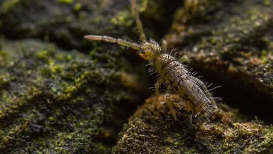 springtail on moss