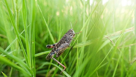 cricket on blade of grass