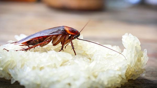 cockroach inside home