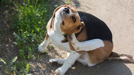 dog scratching from fleas