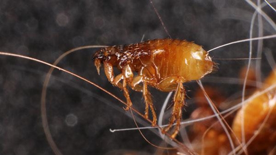 flea up close in hair