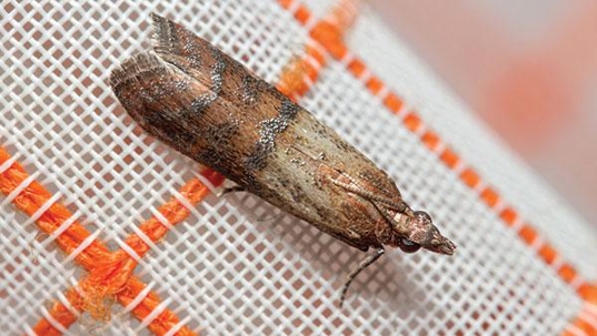 an indian meal moth on a placemat