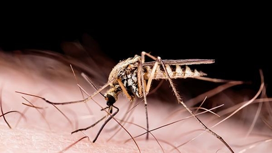 mosquito biting skin