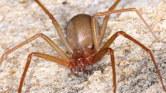 a brown recluse spider crawling on a porch