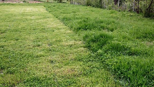 mowed lawn next to overgrown lawn