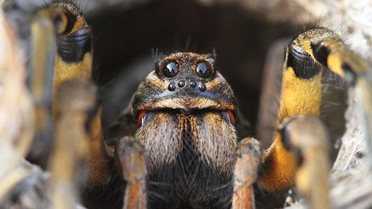 wolf spider up close