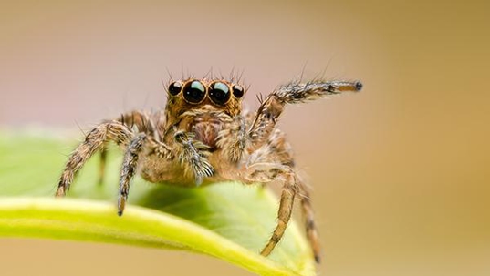 close up of spider