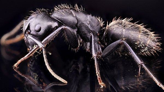 carpenter ant