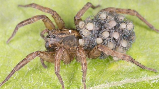 close up view of a wolf spider outside