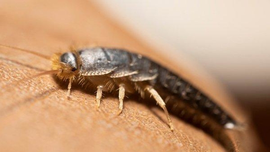 a silverfish crawling on a book