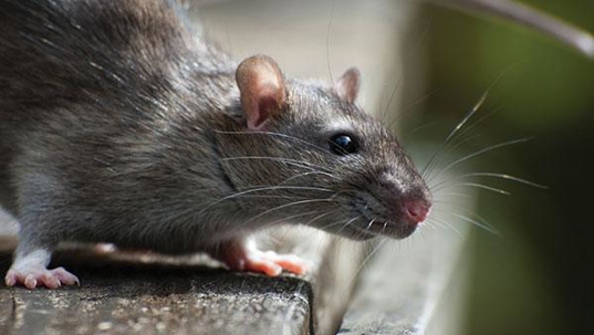 a roof rat in plano texas
