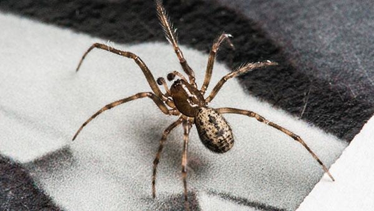 brown recluse spider in home
