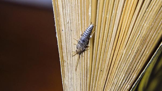 a silverfish on a book