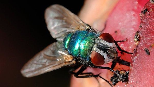 an up close image of a blow fly on meat