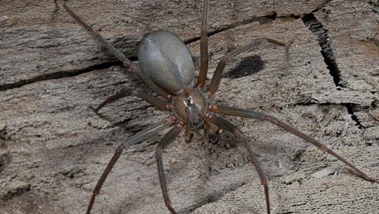 brown recluse spider on wood