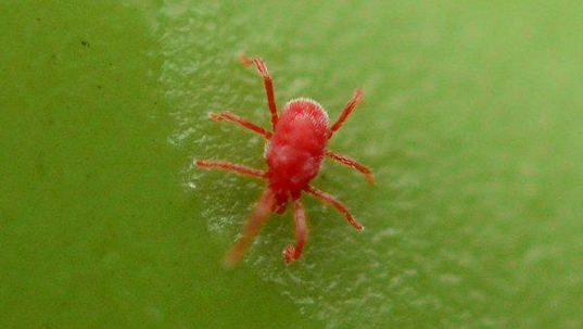 close up of a chigger