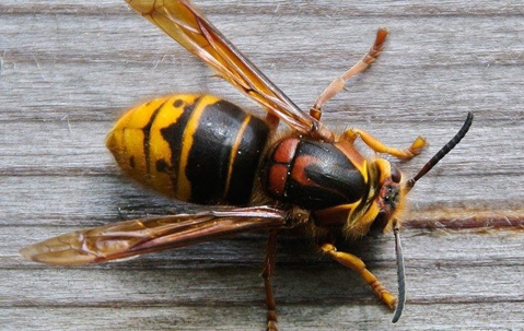 a hornet outside a home