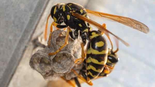 paper wasp on nest