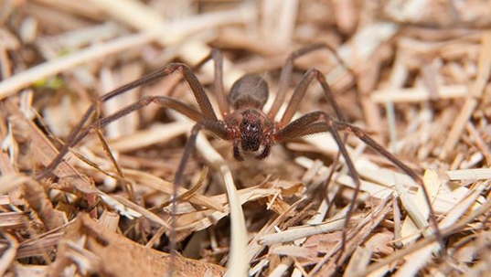 brown recluse spider