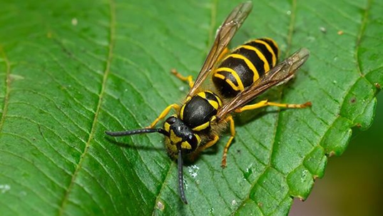 a yellow jacket wasp on a plant leaf