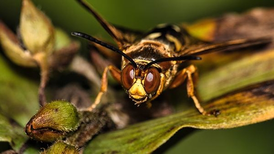cicada killer wasps