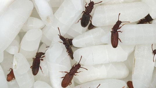 up close image of grain beetles