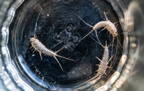 three silverfish in a glass
