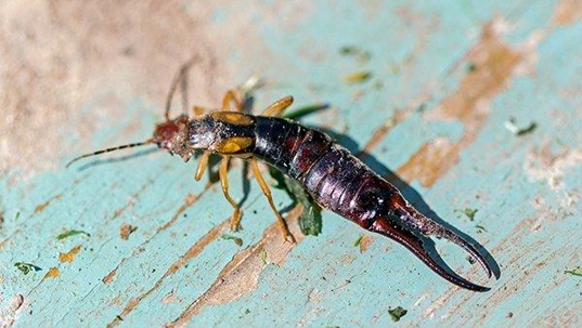 earwigs crawling on wood