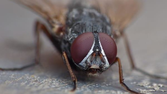 a house fly in a kitchen