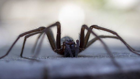 house spider crawling near a house