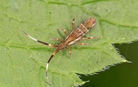 springtail on leaf