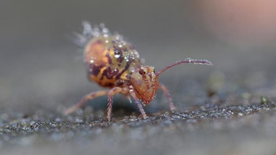 springtail