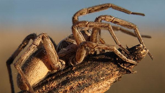 wolf spider on stick