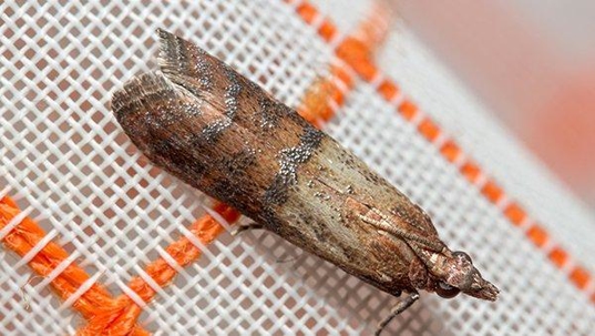 an indian meal moth on a food bag