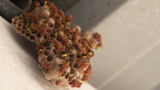 stinging insect nest on door frame
