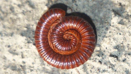 a millipede on a stone