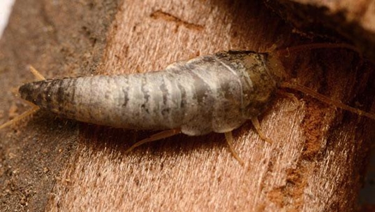 silverfish on a piece of wood