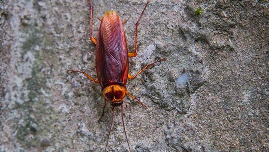 up close image of a cockroach crawling on the ground